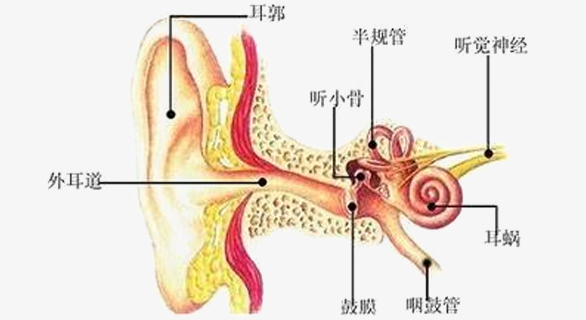 外耳道解析图