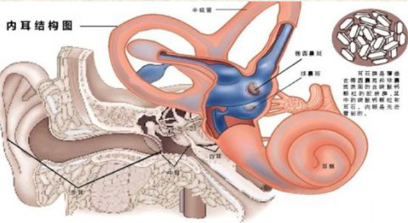 耳内结构解析图