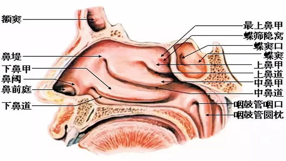 针对鼻窦炎解剖图