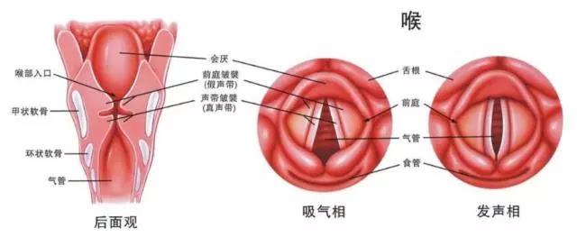 针对咽部剖析图