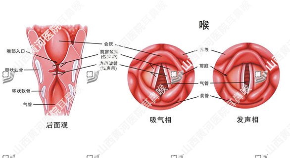 咽喉解剖图