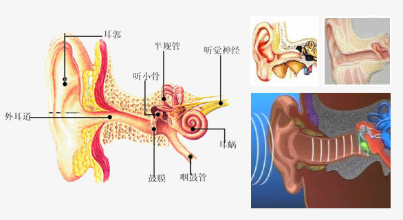 神经性耳鸣解析图